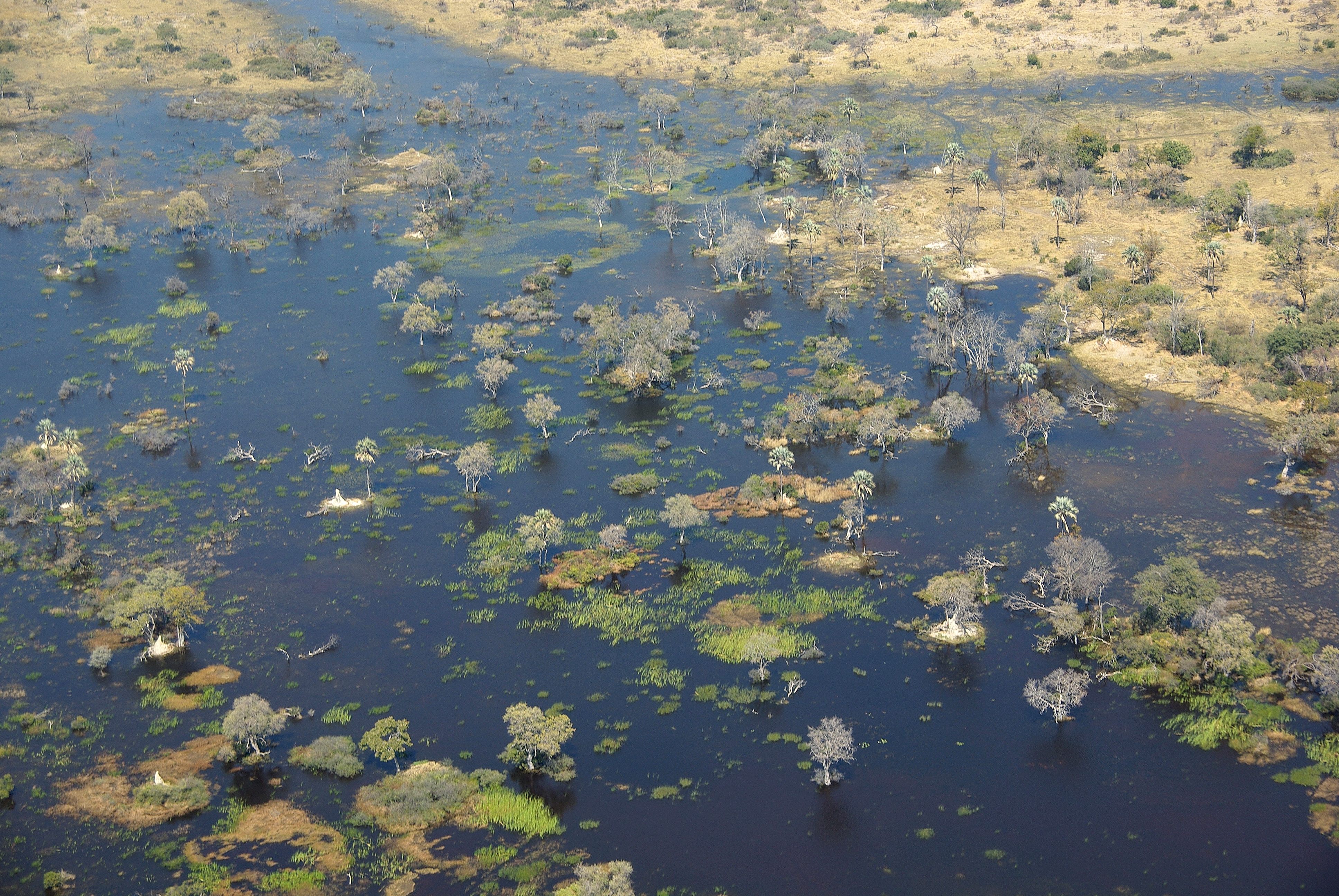 Le Delta de l'Okavango vu des airs à l'approche de Xigera,  début Aout.